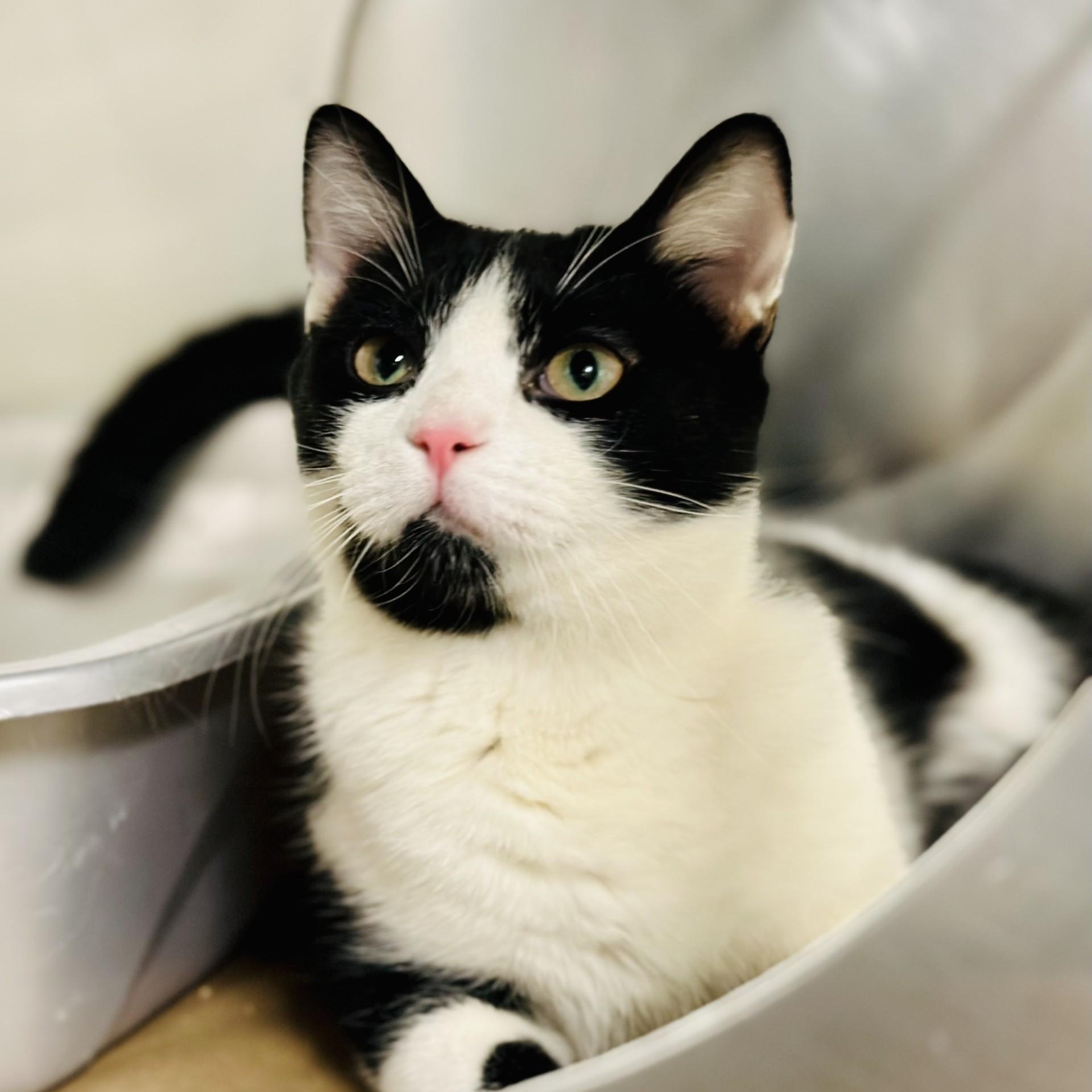 Enlarge Yogi Bear, a Adoptable Domestic Short Hair in Jackson, NJ image 2/4