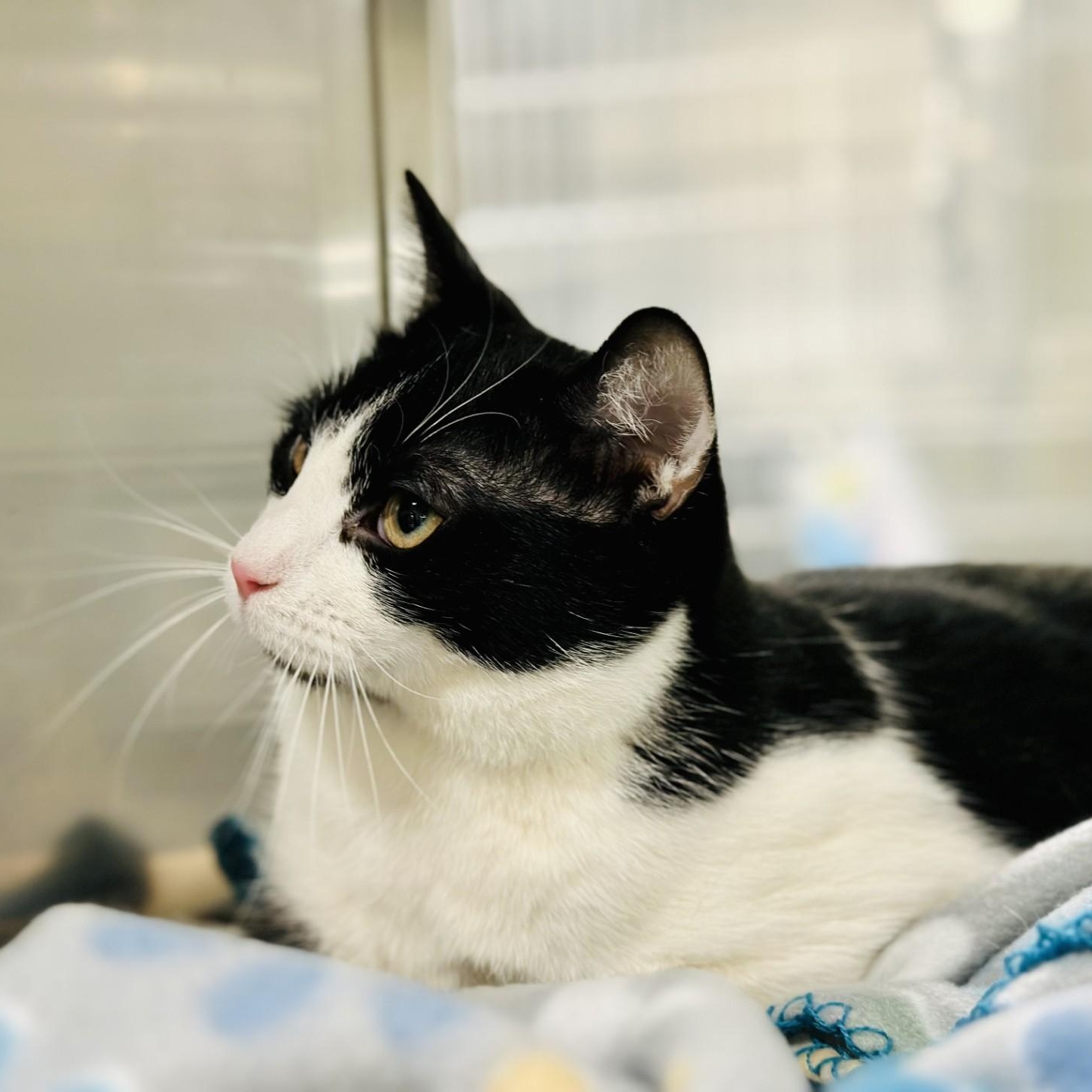 Enlarge Yogi Bear, a Adoptable Domestic Short Hair in Jackson, NJ image 1/4