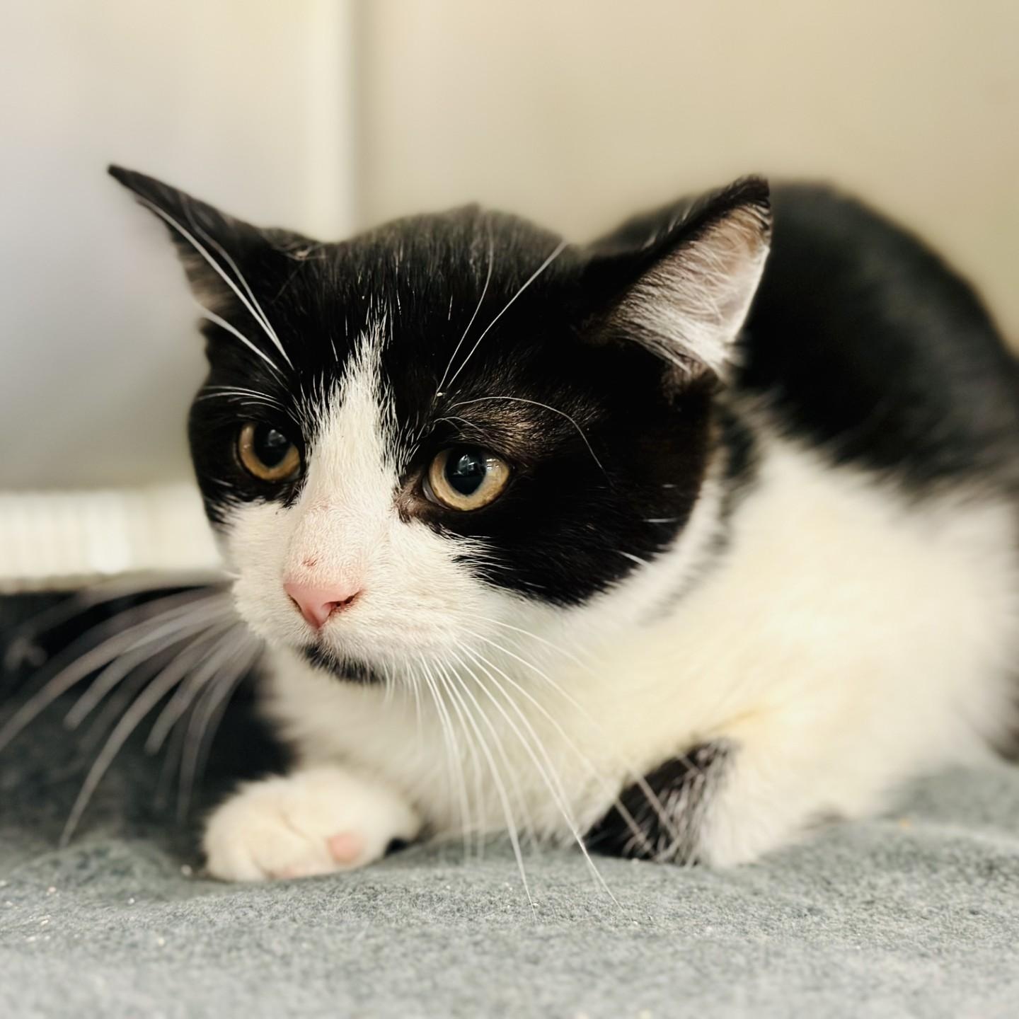 Yogi Bear, Baby Male Domestic Short Hair