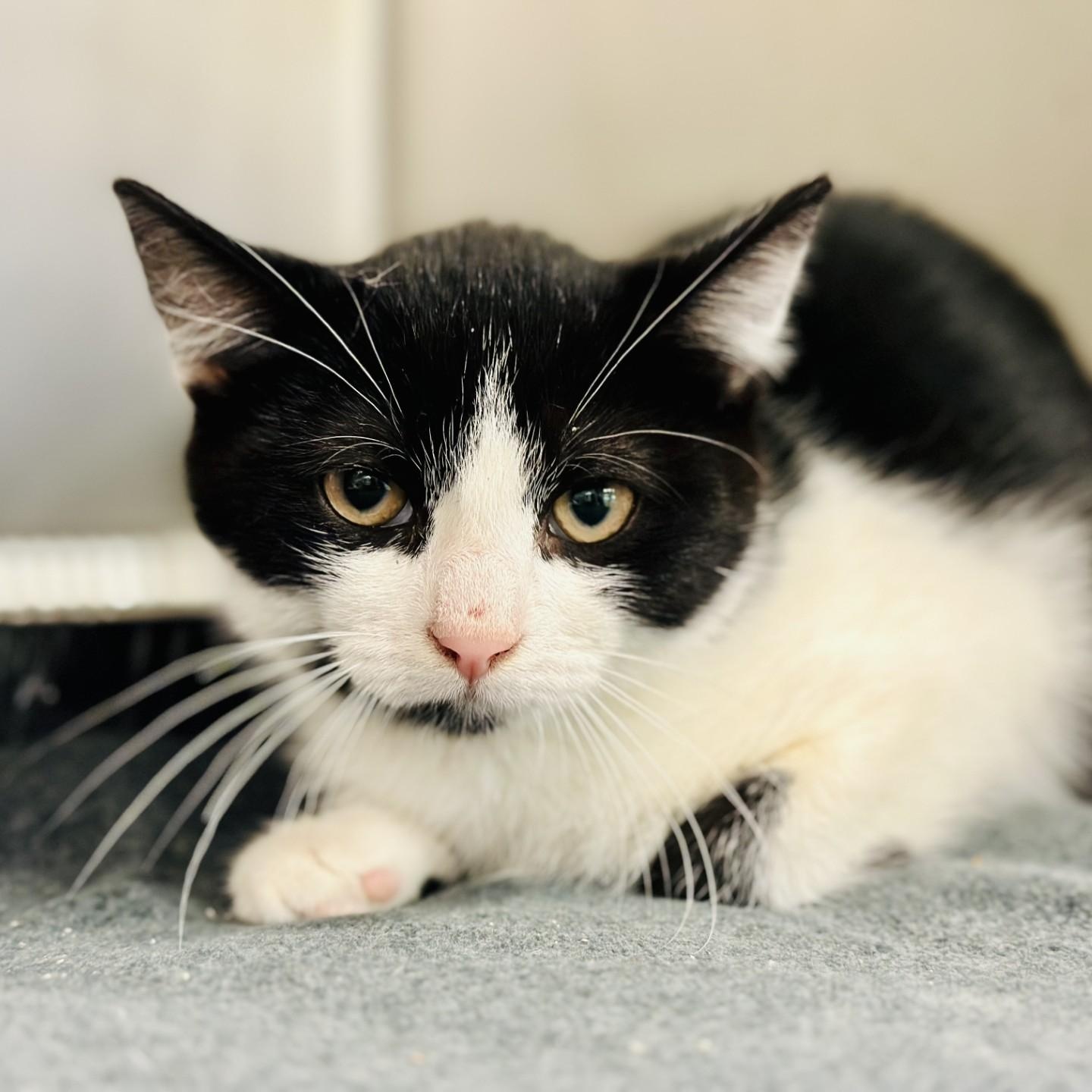 Yogi Bear, a Adoptable Domestic Short Hair in Jackson, NJ image 2/2