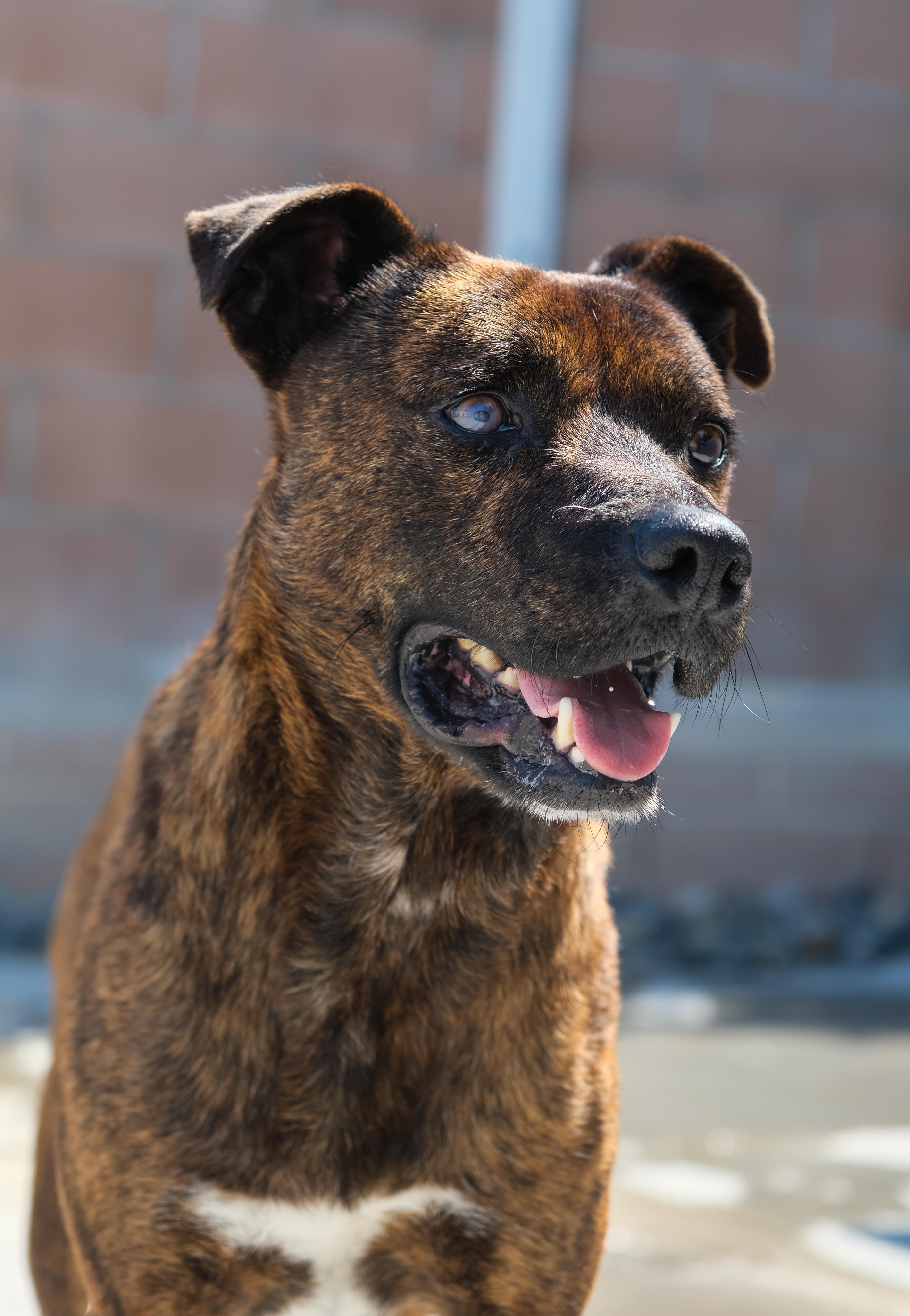 Enlarge Ted, a Adoptable Mixed Breed in Newport Beach, CA image 1/6