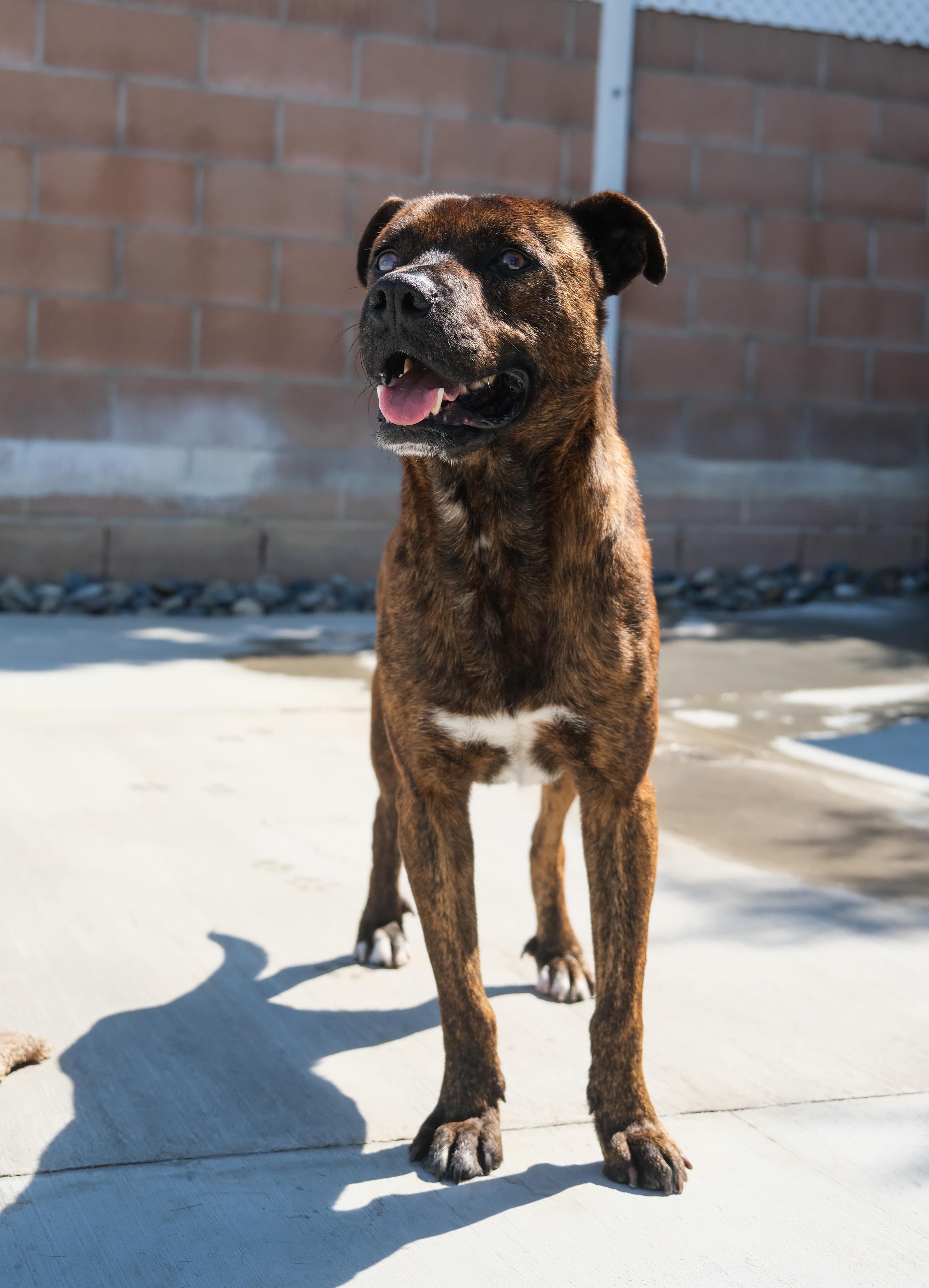 Enlarge Ted, a Adoptable Mixed Breed in Newport Beach, CA image 2/6
