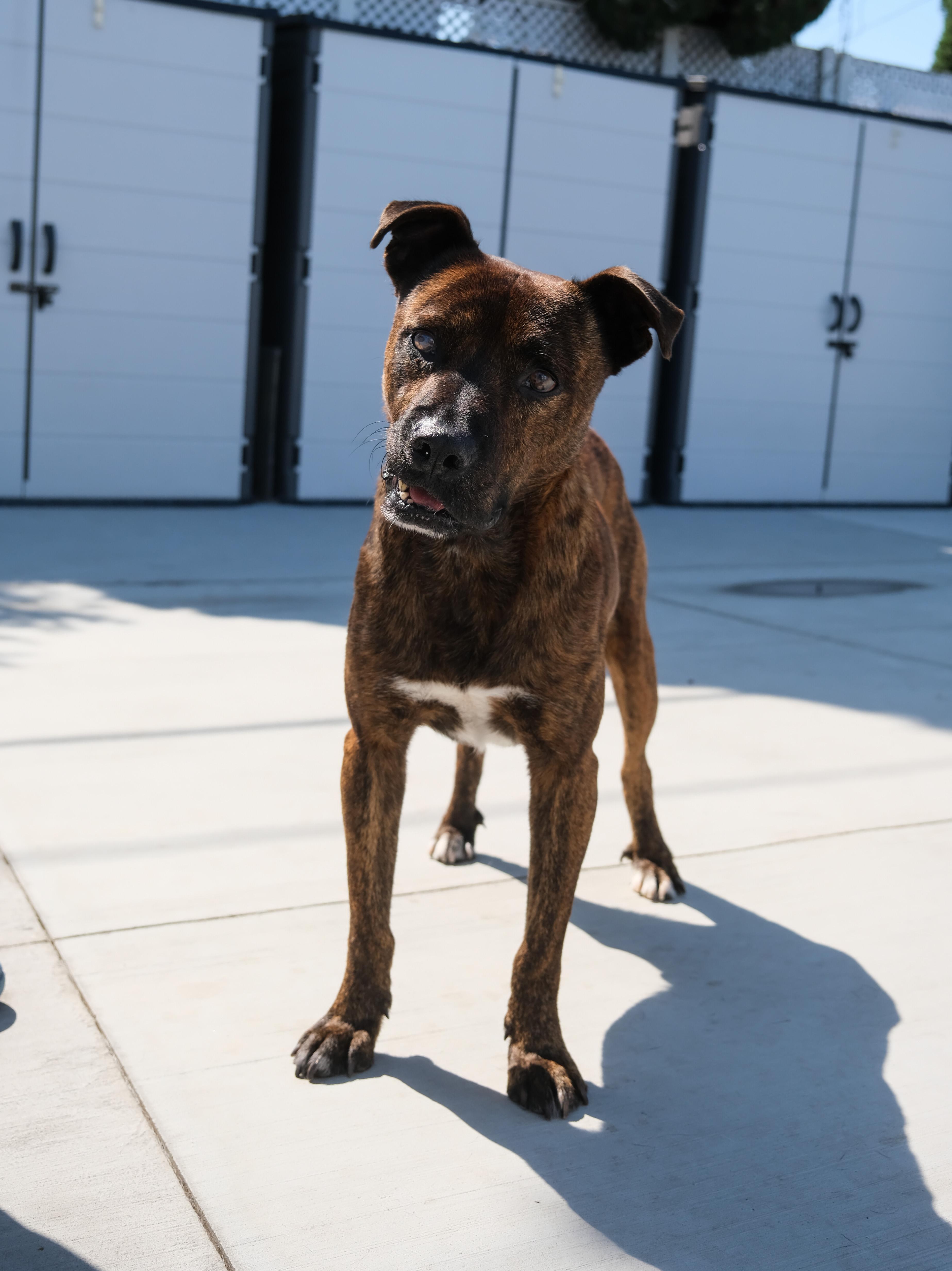 Enlarge Ted, a Adoptable Mixed Breed in Newport Beach, CA image 3/6