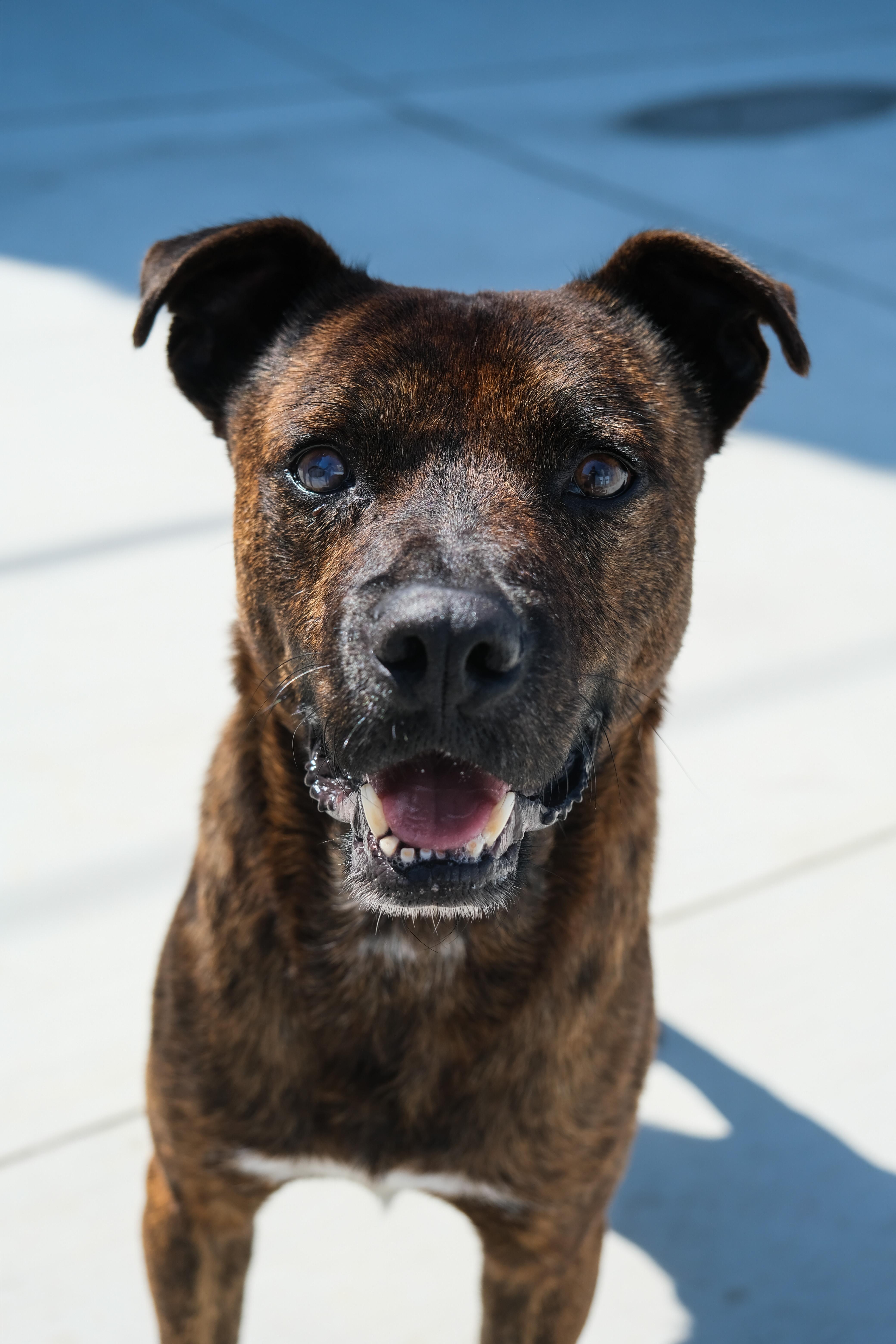 Ted, Adoptable, Adult Male Mixed Breed.