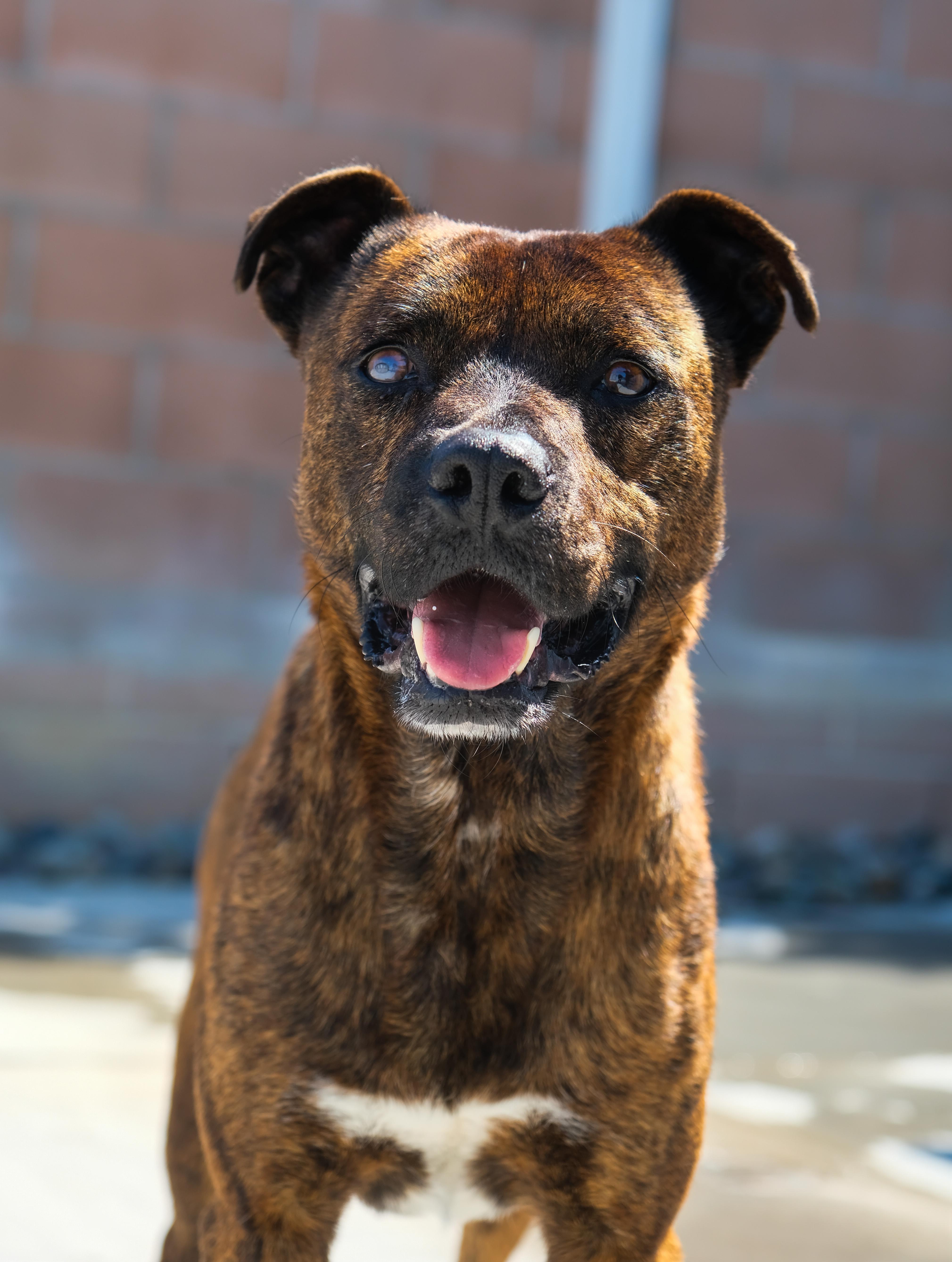 Enlarge Ted, a Adoptable Mixed Breed in Newport Beach, CA image 5/6