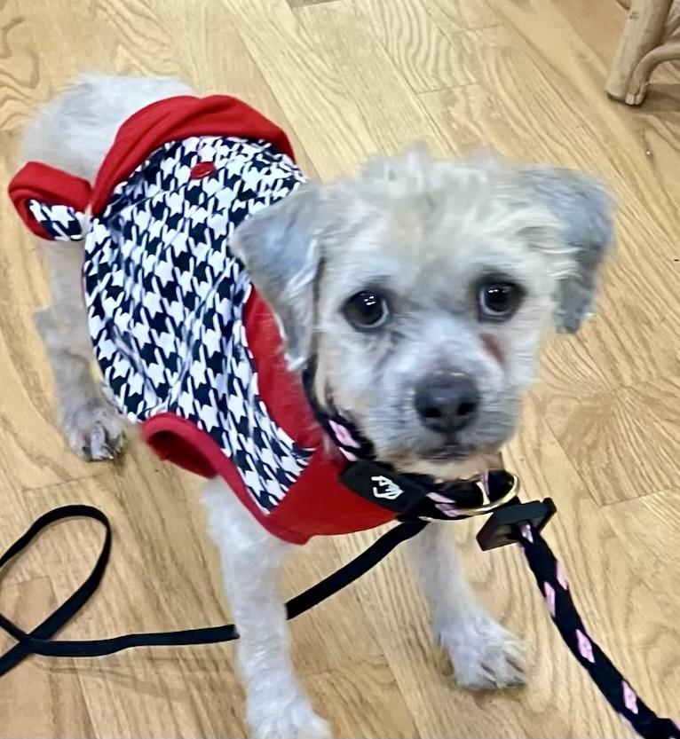 Valor, ADOPTABLE, Adult Male Shih Tzu & Maltese.