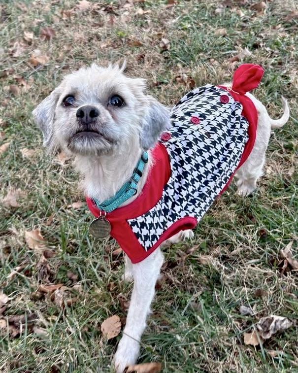 Enlarge Valor, a ADOPTABLE mixed breed in POTOMAC, MD image 2/6