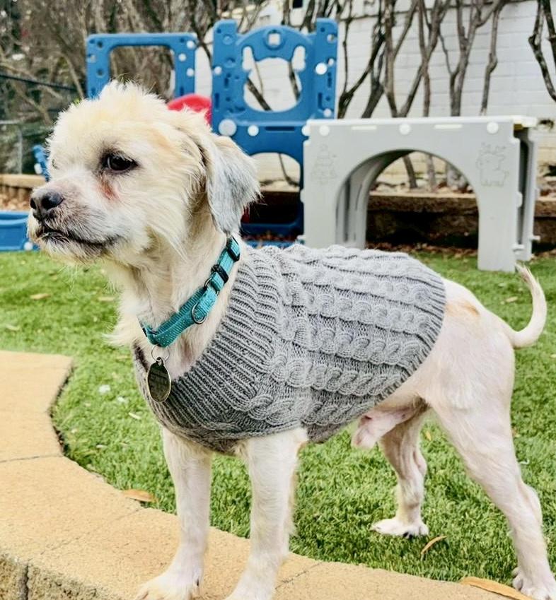 Enlarge Valor, a ADOPTABLE mixed breed in POTOMAC, MD image 3/6