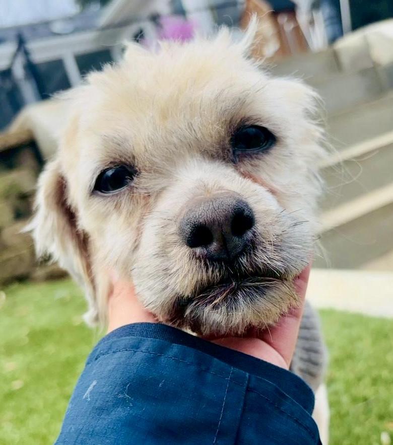 Enlarge Valor, a ADOPTABLE mixed breed in POTOMAC, MD image 4/6