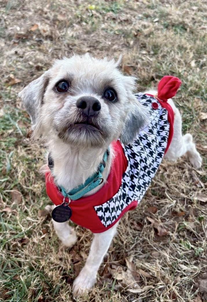 Enlarge Valor, a ADOPTABLE mixed breed in POTOMAC, MD image 5/6