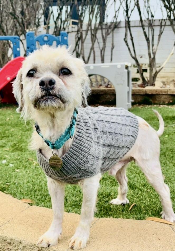 Enlarge Valor, a ADOPTABLE mixed breed in POTOMAC, MD image 6/6