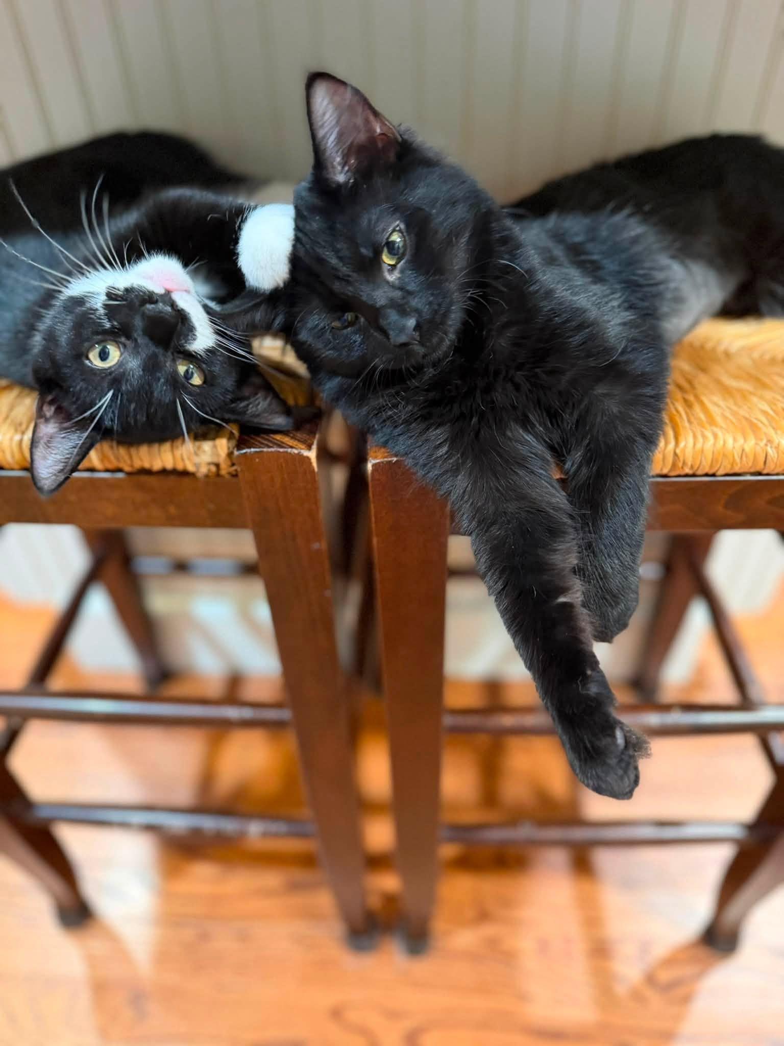 Enlarge Valeria and Pepper - Kittens Bonded, a Adoptable mixed breed in Enfield, CT image 4/6