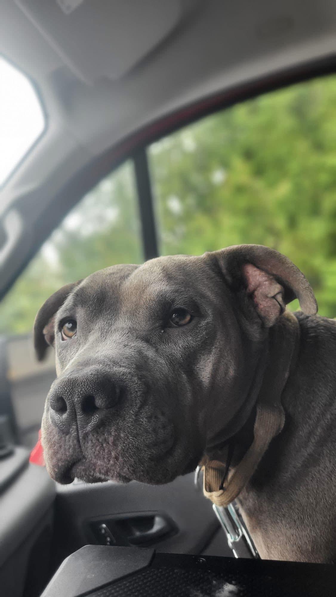 Kitana, adoptable, Adult Female American Bully.