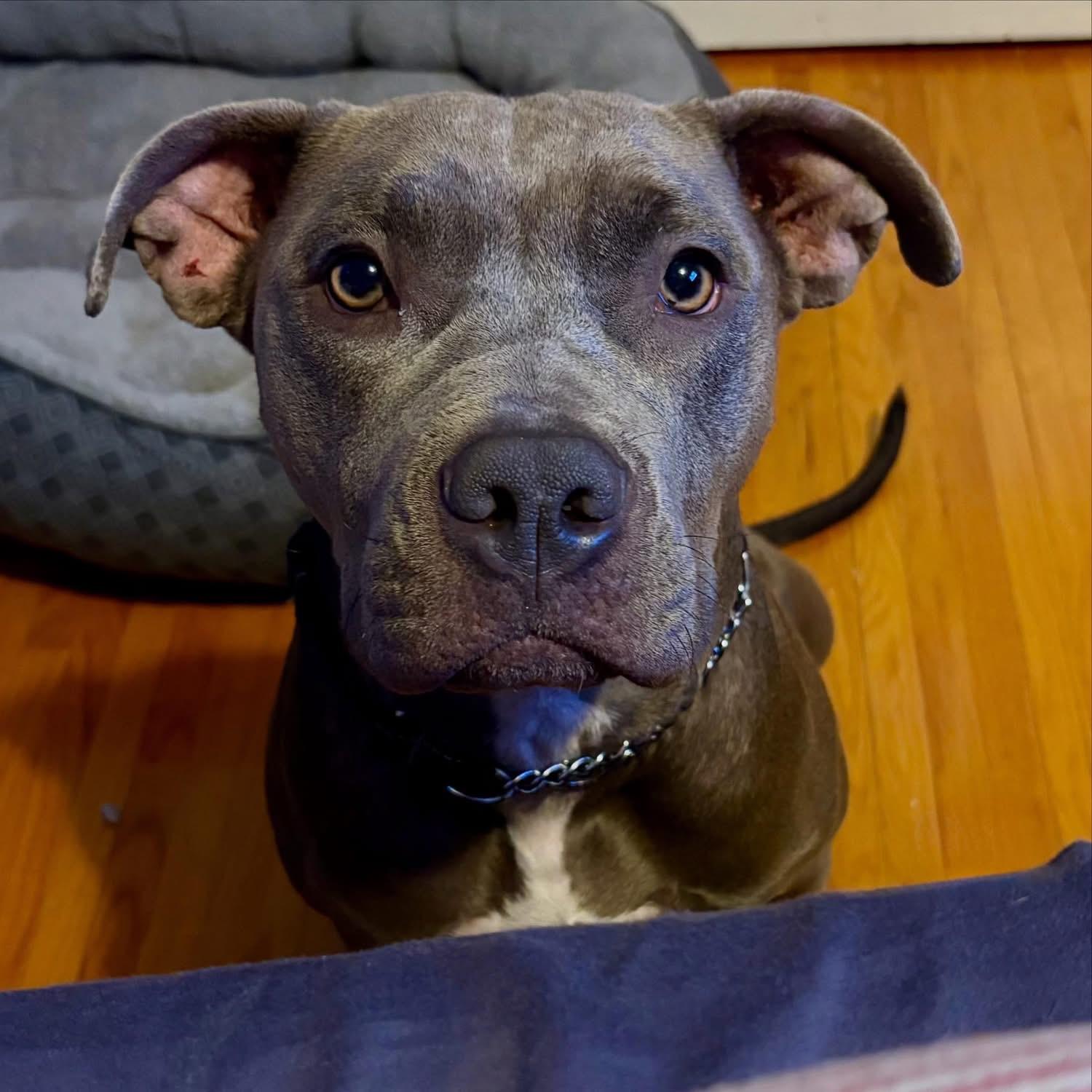 Enlarge Kitana, an adoptable American Bully in Oakville, ON image 2/5