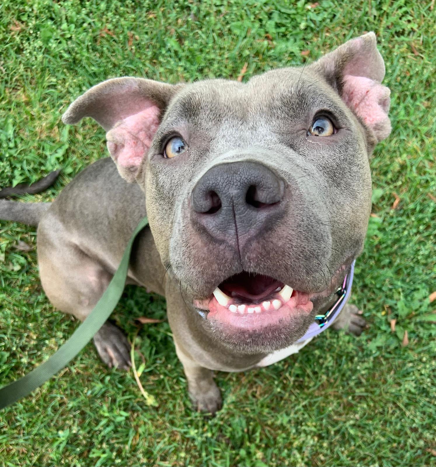 Enlarge Kitana, an adoptable American Bully in Oakville, ON image 3/5