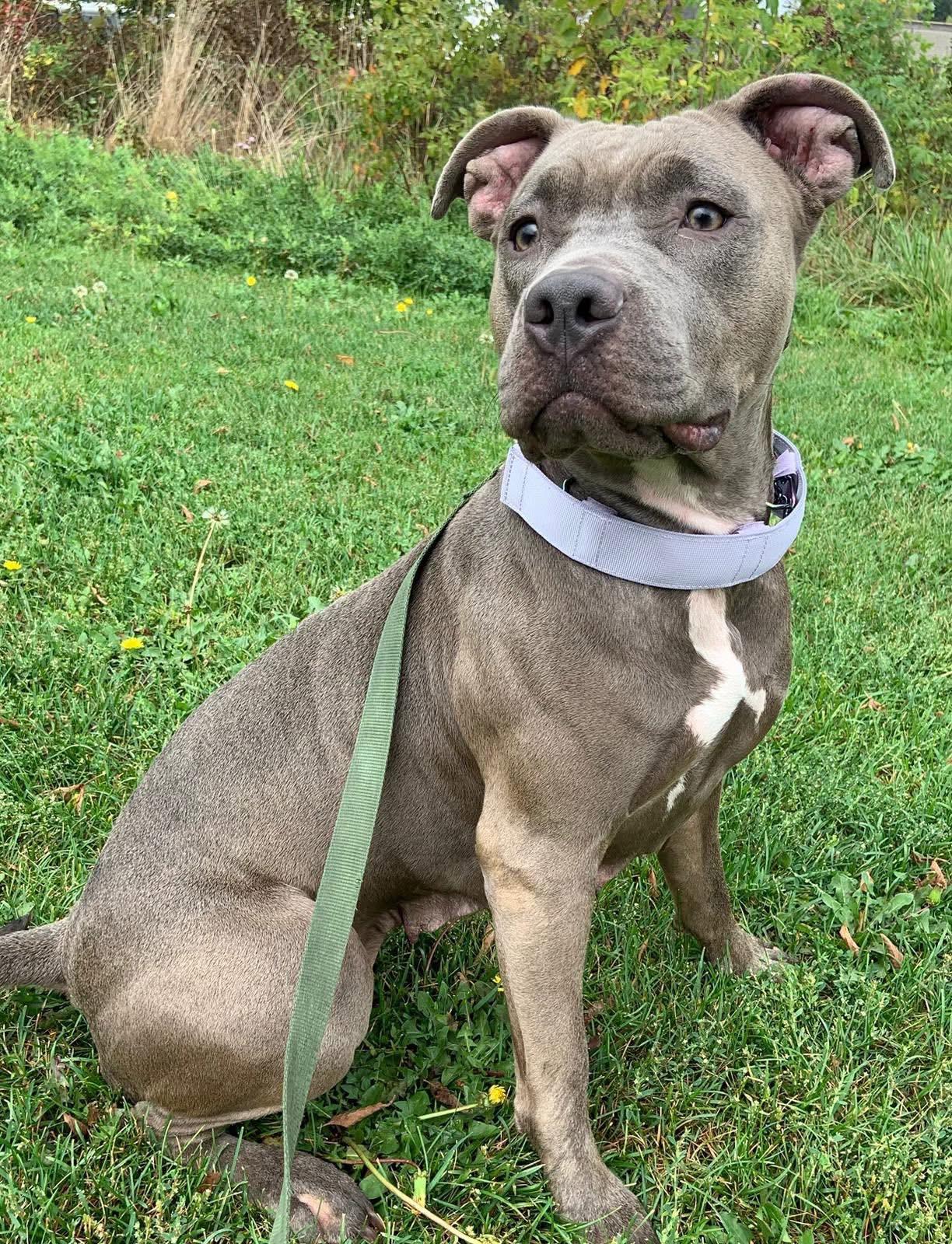 Enlarge Kitana, an adoptable American Bully in Oakville, ON image 4/5