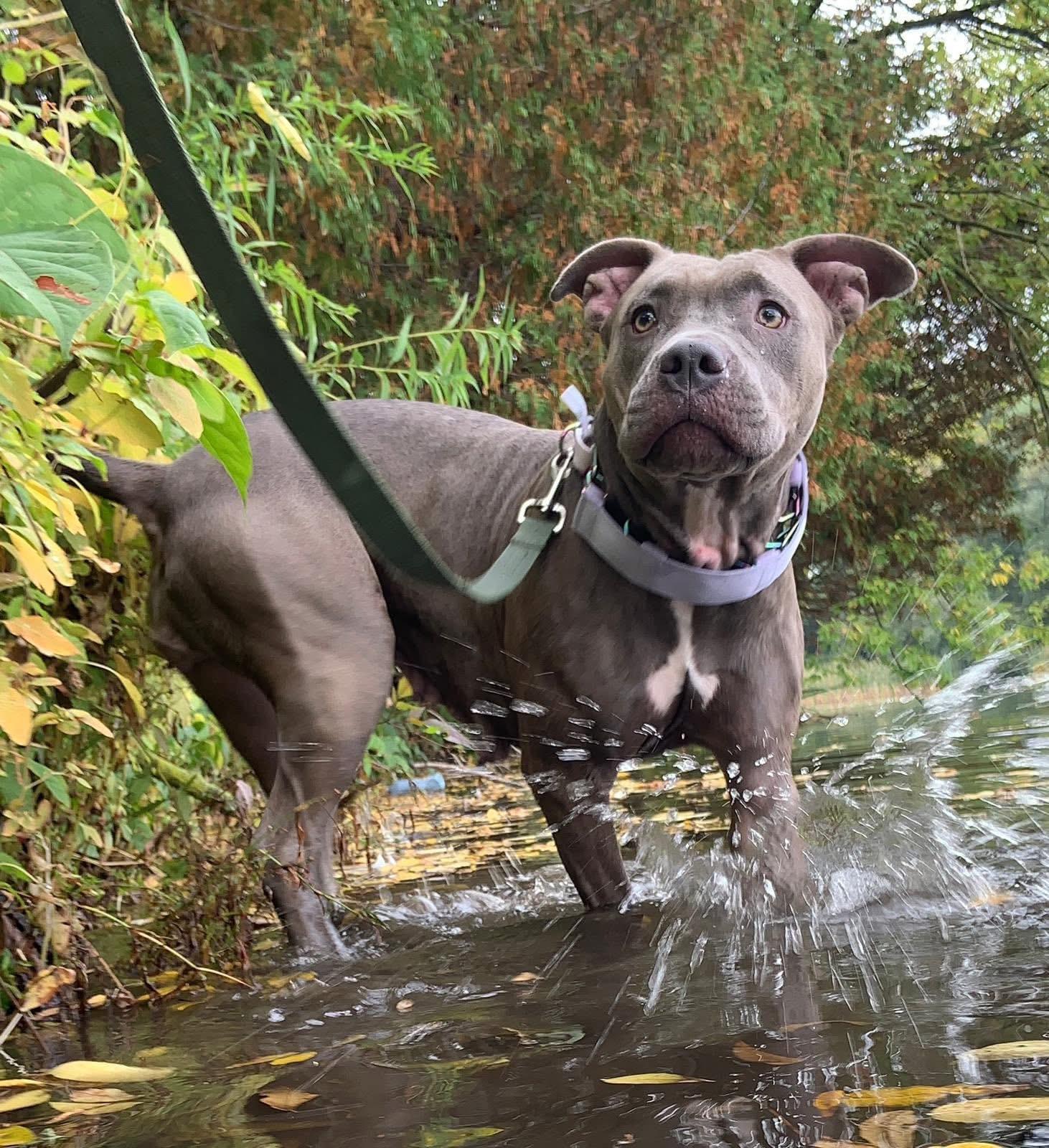 Enlarge Kitana, an adoptable American Bully in Oakville, ON image 5/5