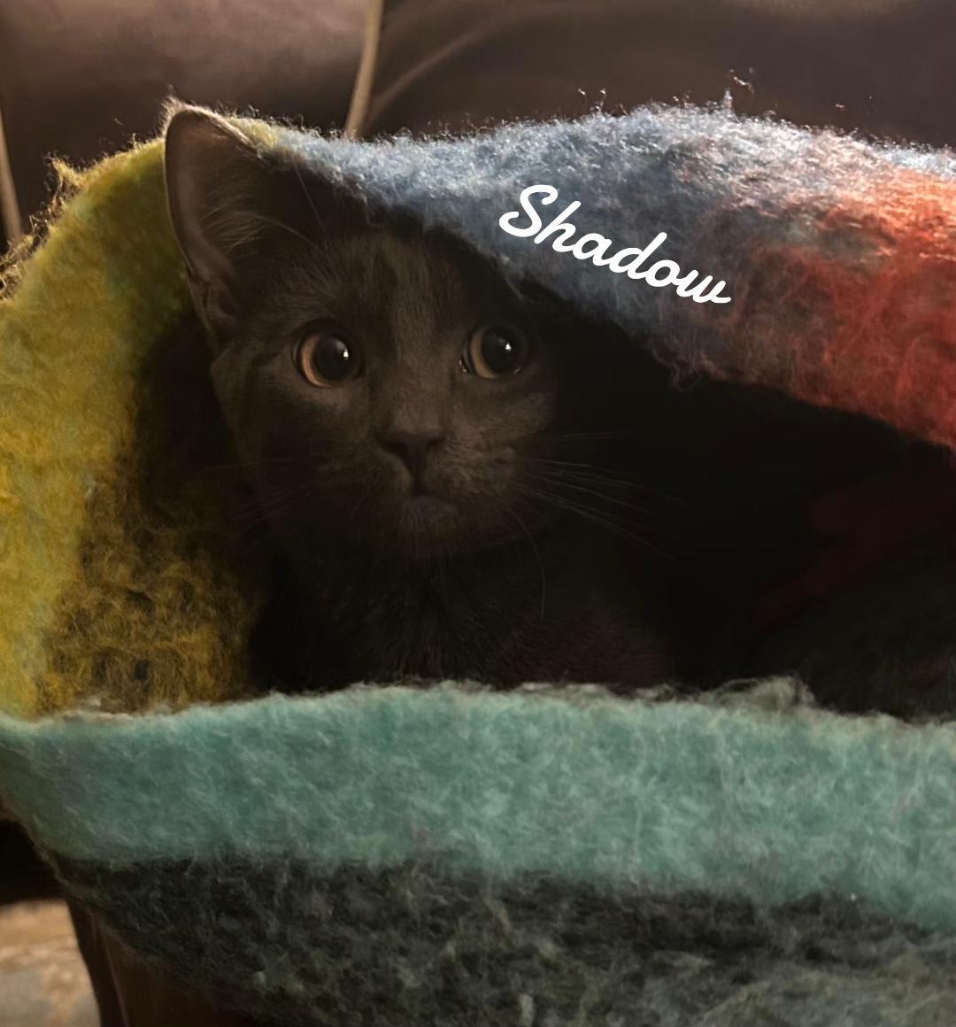 Shadow, Adopted, Kitten Female Domestic Short Hair.
