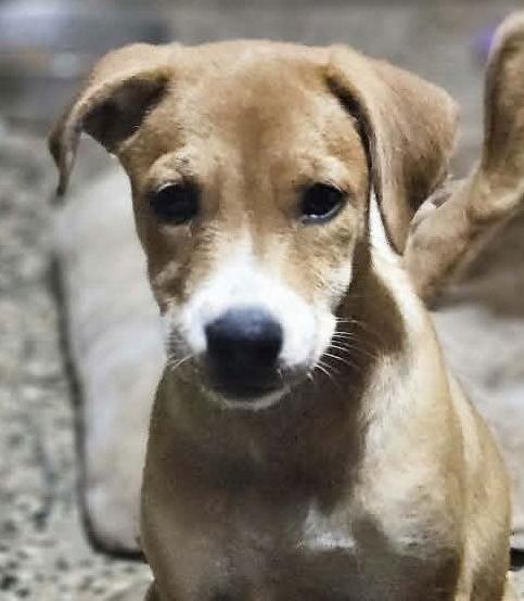Enlarge Noelle, a Adoptable Labrador Retriever in Lake Hopatcong, NJ image 2/2