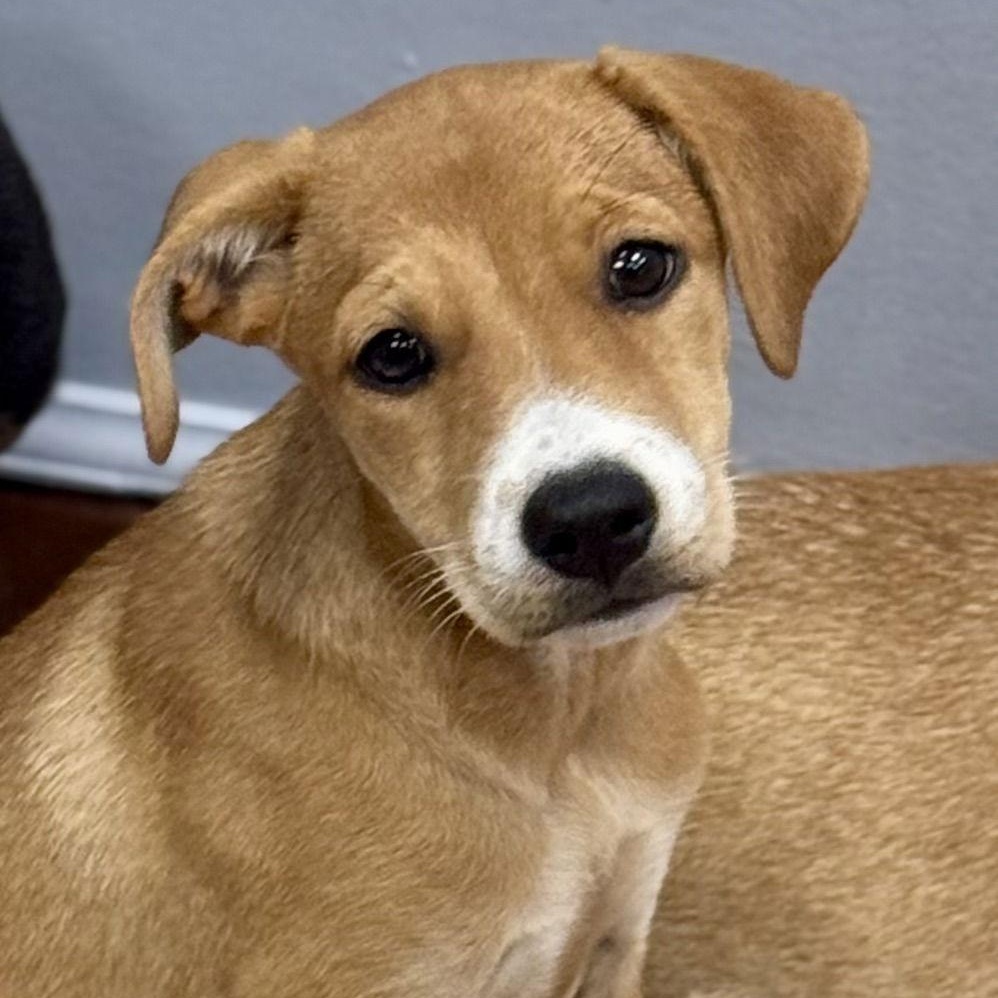 Noelle, Adoptable, Puppy Female Labrador Retriever.