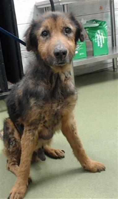 Mogi, Adoptable, Adult Male German Shepherd Dog.