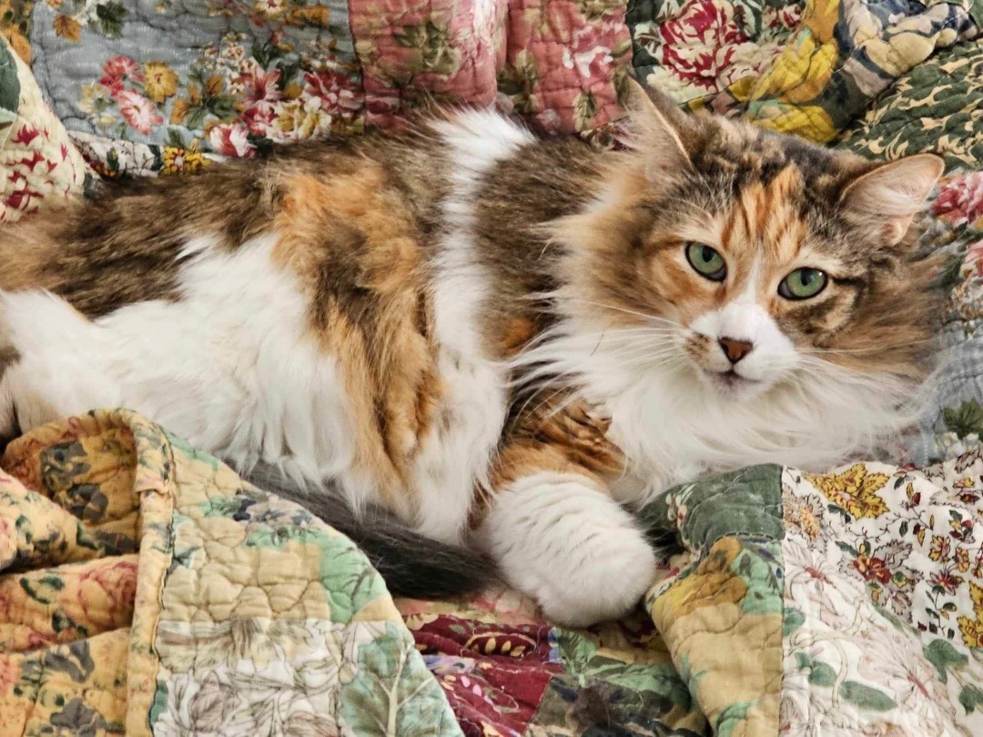 Enlarge Ivy, a Adoptable Domestic Medium Hair in Los Angeles, CA image 2/5