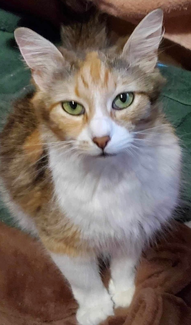 Enlarge Ivy, a Adoptable Domestic Medium Hair in Los Angeles, CA image 3/5