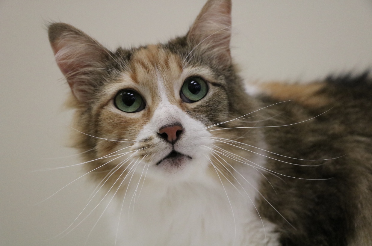 Enlarge Ivy, a Adoptable Domestic Medium Hair in Los Angeles, CA image 1/5