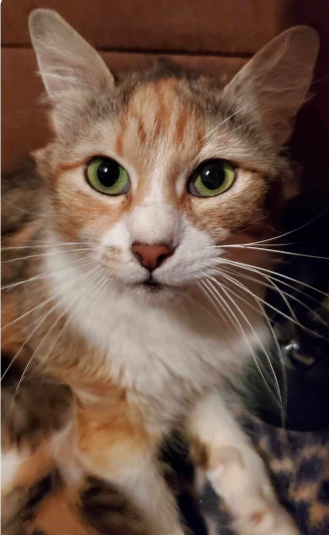 Enlarge Ivy, a Adoptable Domestic Medium Hair in Los Angeles, CA image 5/5