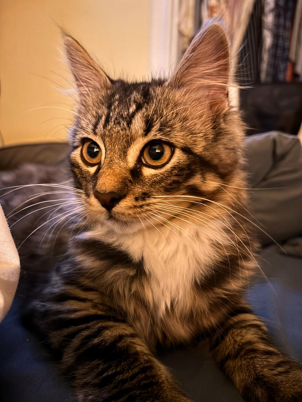 Chile *MUST BE ADOPTED WITH CAIRO OR BUDDY CAT*, a ADOPTABLE Domestic Medium Hair in Toronto, ON image 1/3