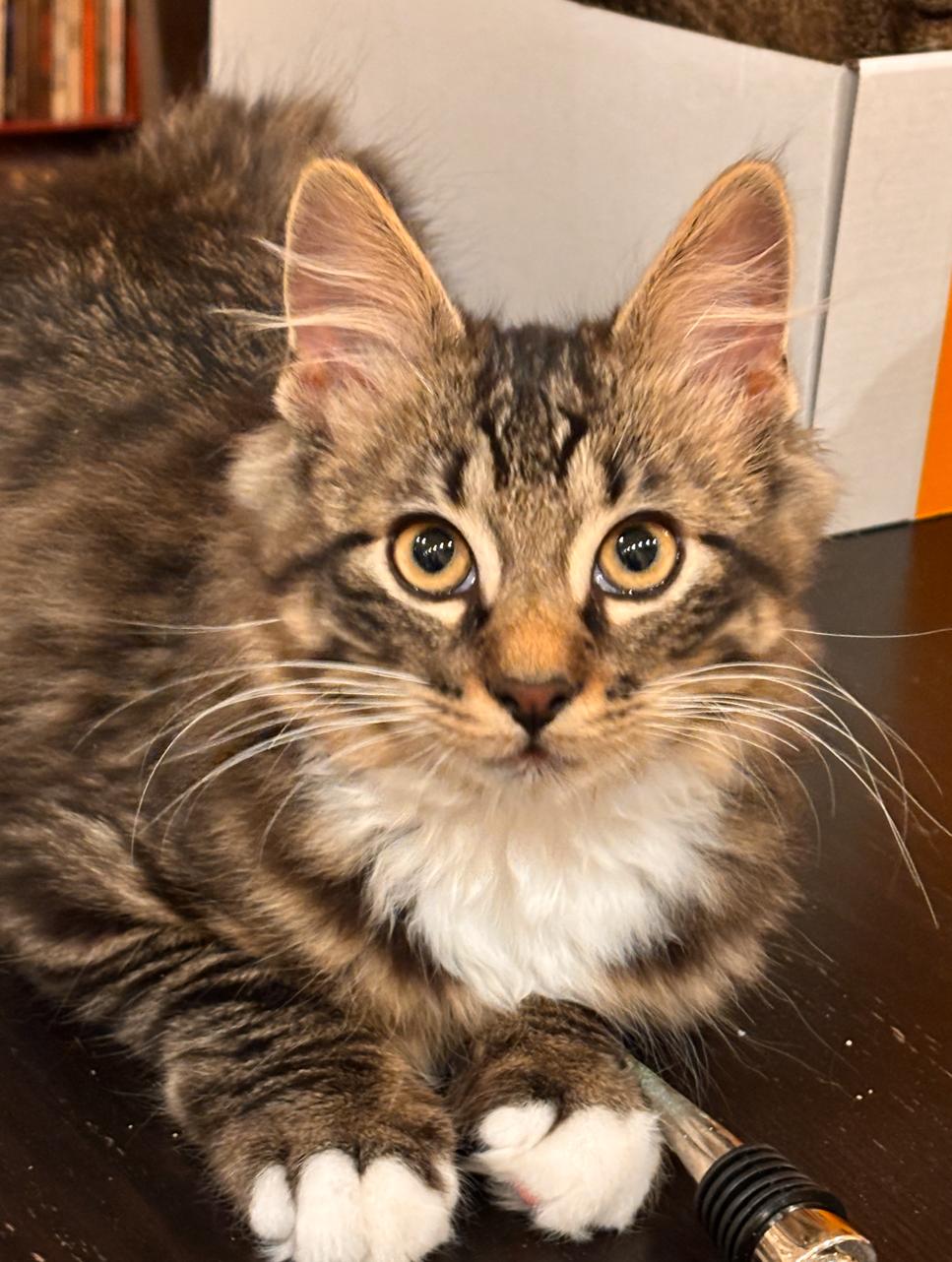 Chile *MUST BE ADOPTED WITH CAIRO OR BUDDY CAT*, a ADOPTABLE Domestic Medium Hair in Toronto, ON image 2/3