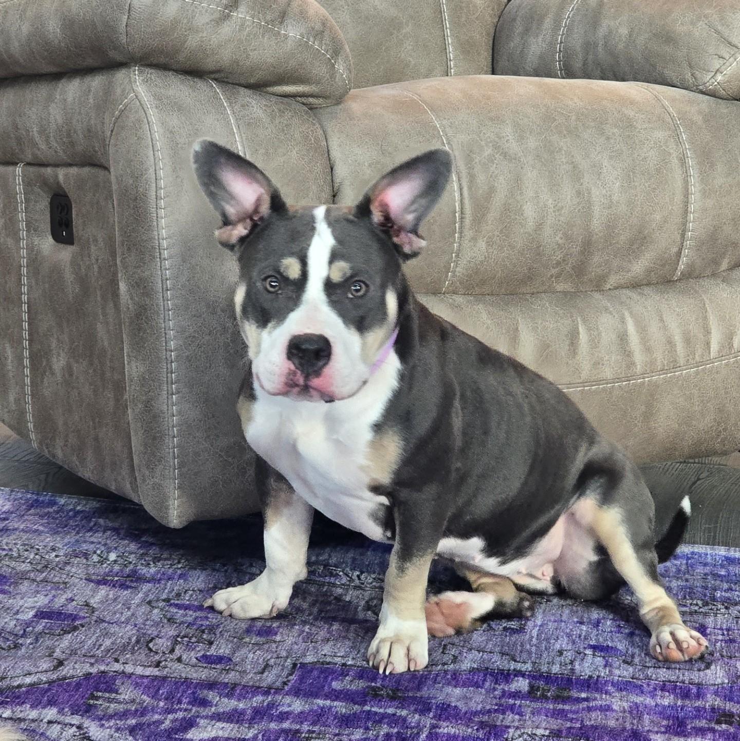 Enlarge Gracie, a Adoptable mixed breed in Flower Mound, TX image 1/6