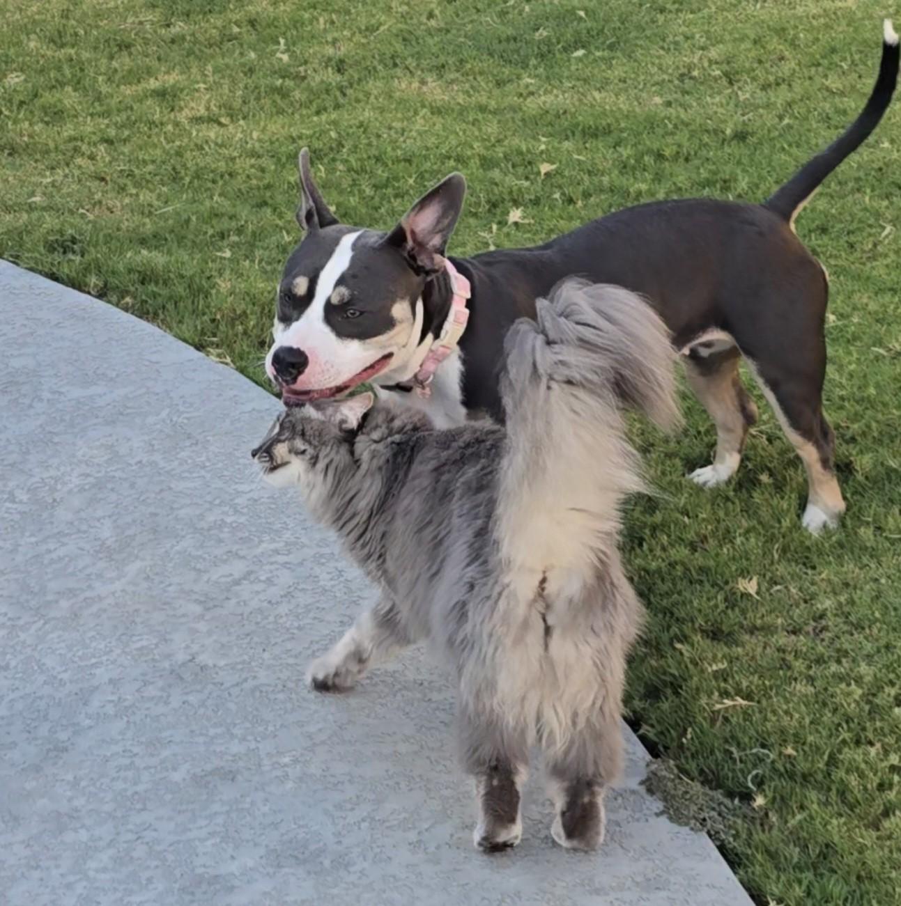 Enlarge Gracie, a Adoptable mixed breed in Flower Mound, TX image 2/6
