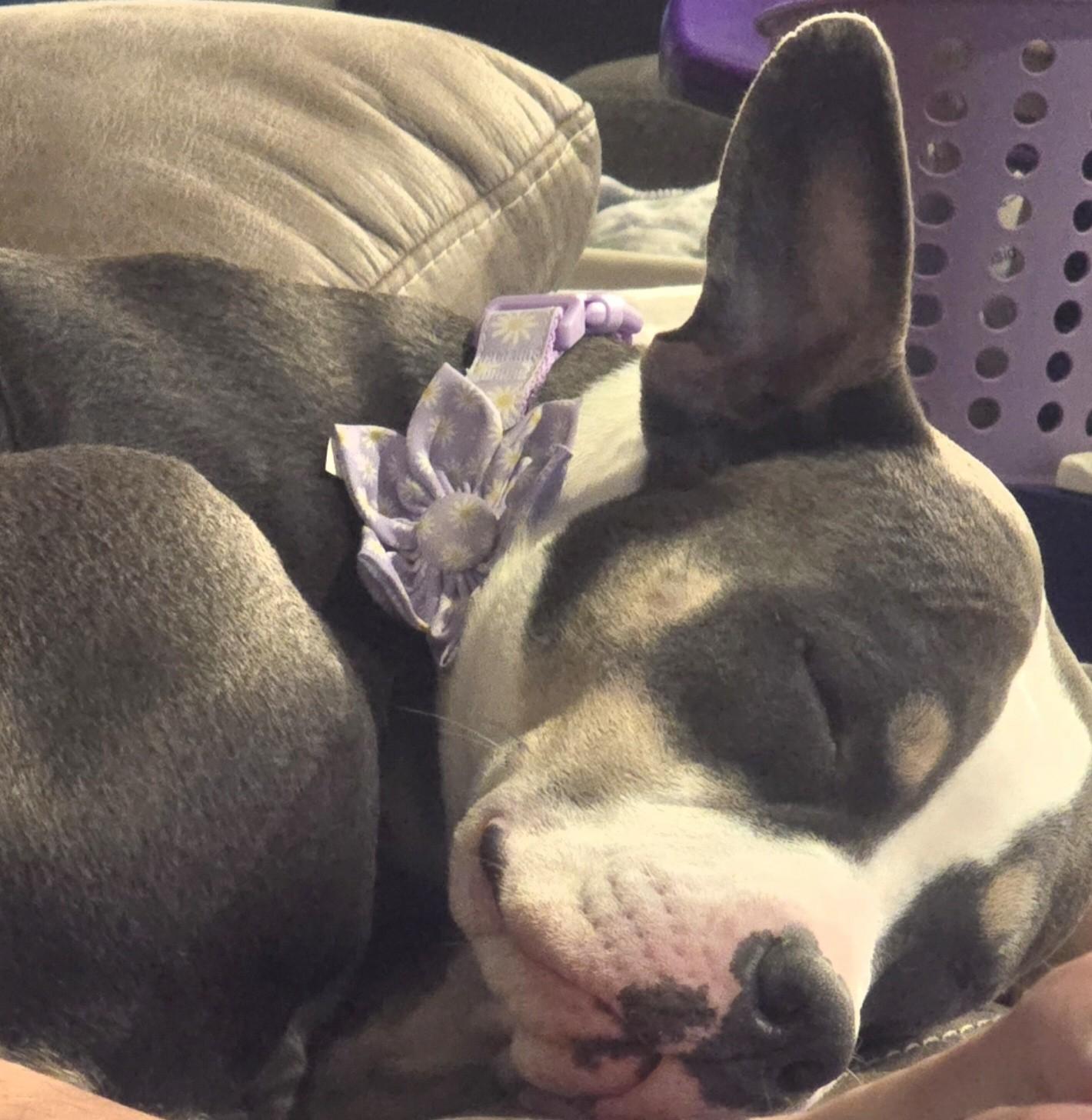 Enlarge Gracie, a Adoptable mixed breed in Flower Mound, TX image 6/6