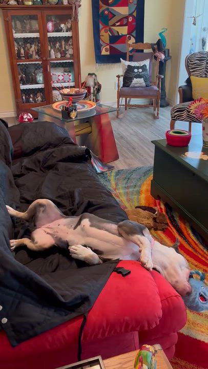 Enlarge Gracie, a Adoptable mixed breed in Flower Mound, TX video 3/6