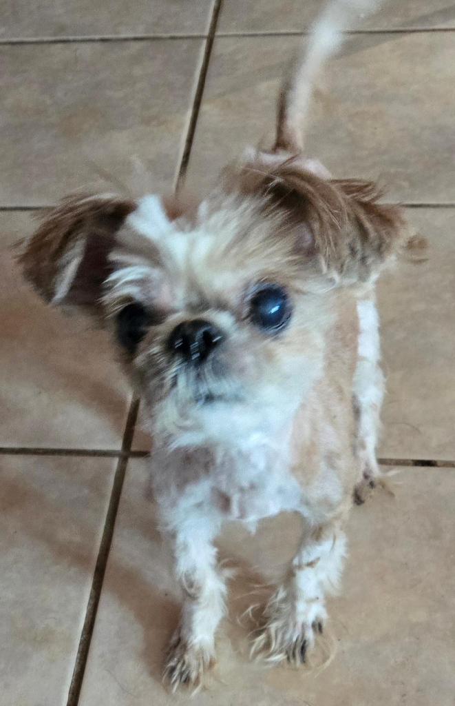 Enlarge Queenie, a Adoptable Shih Tzu in San Antonio, TX image 1/3
