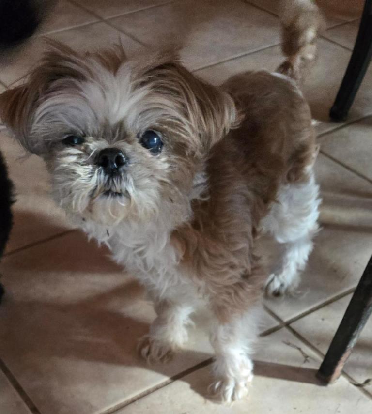 Enlarge Queenie, a Adoptable Shih Tzu in San Antonio, TX image 2/3