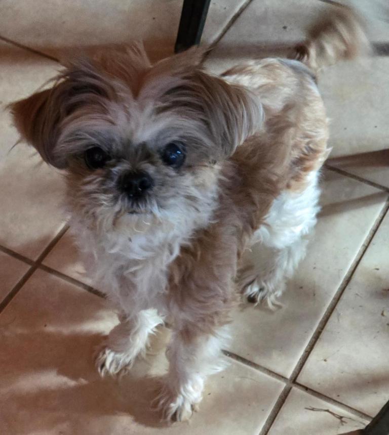 Enlarge Queenie, a Adoptable Shih Tzu in San Antonio, TX image 3/3