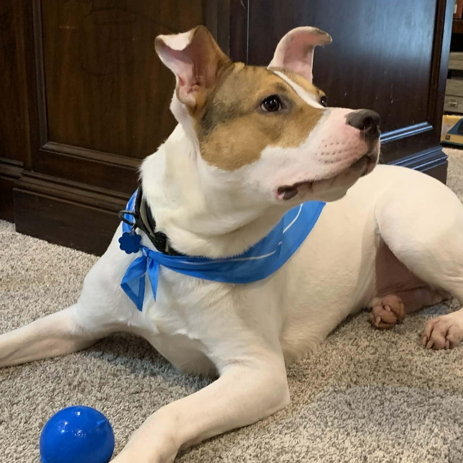 Enlarge Archie, a Adoptable mixed breed in Leesburg , VA image 2/6