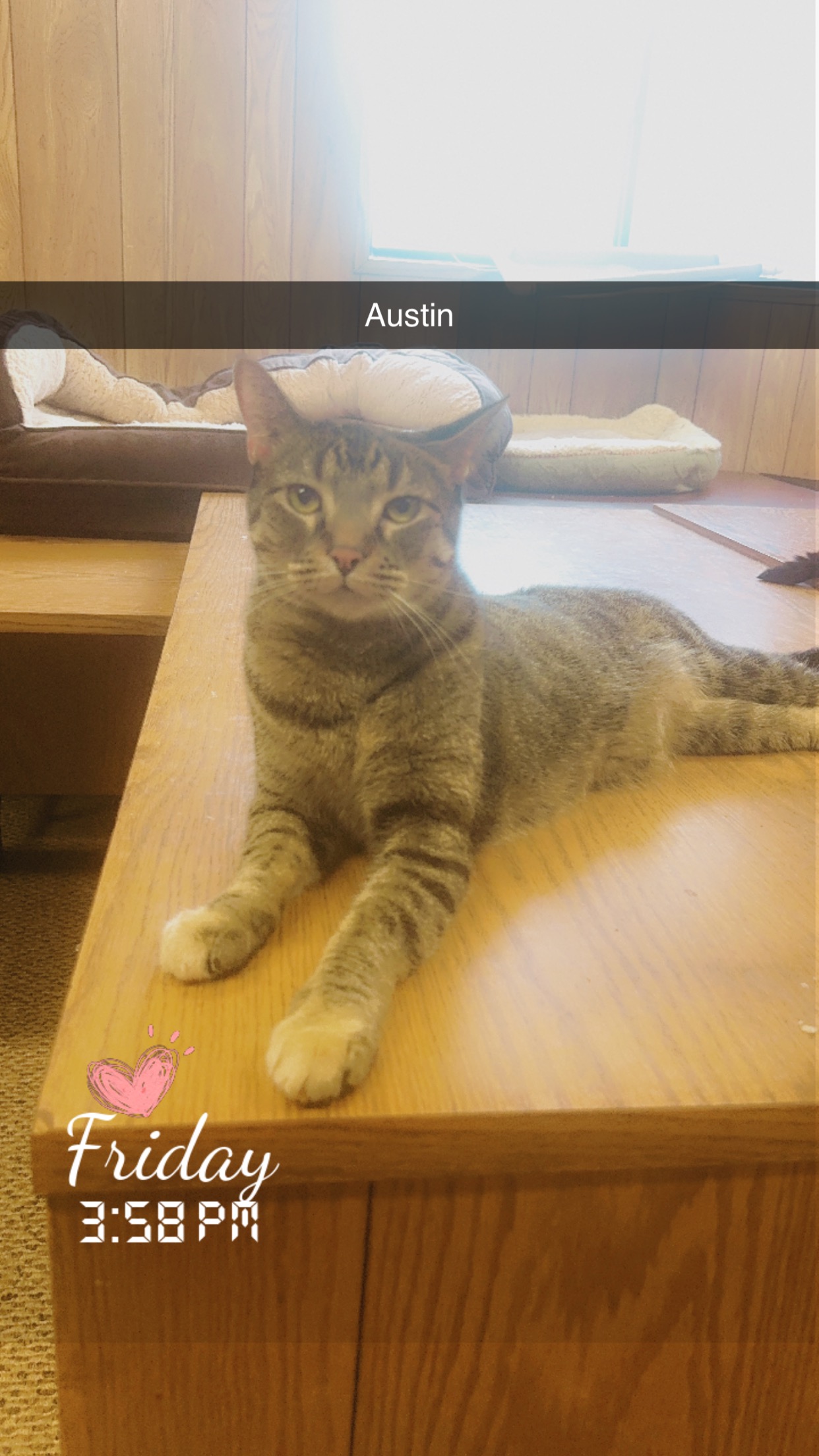 Austin, Adoptable, Adult Female Domestic Short Hair & Calico.