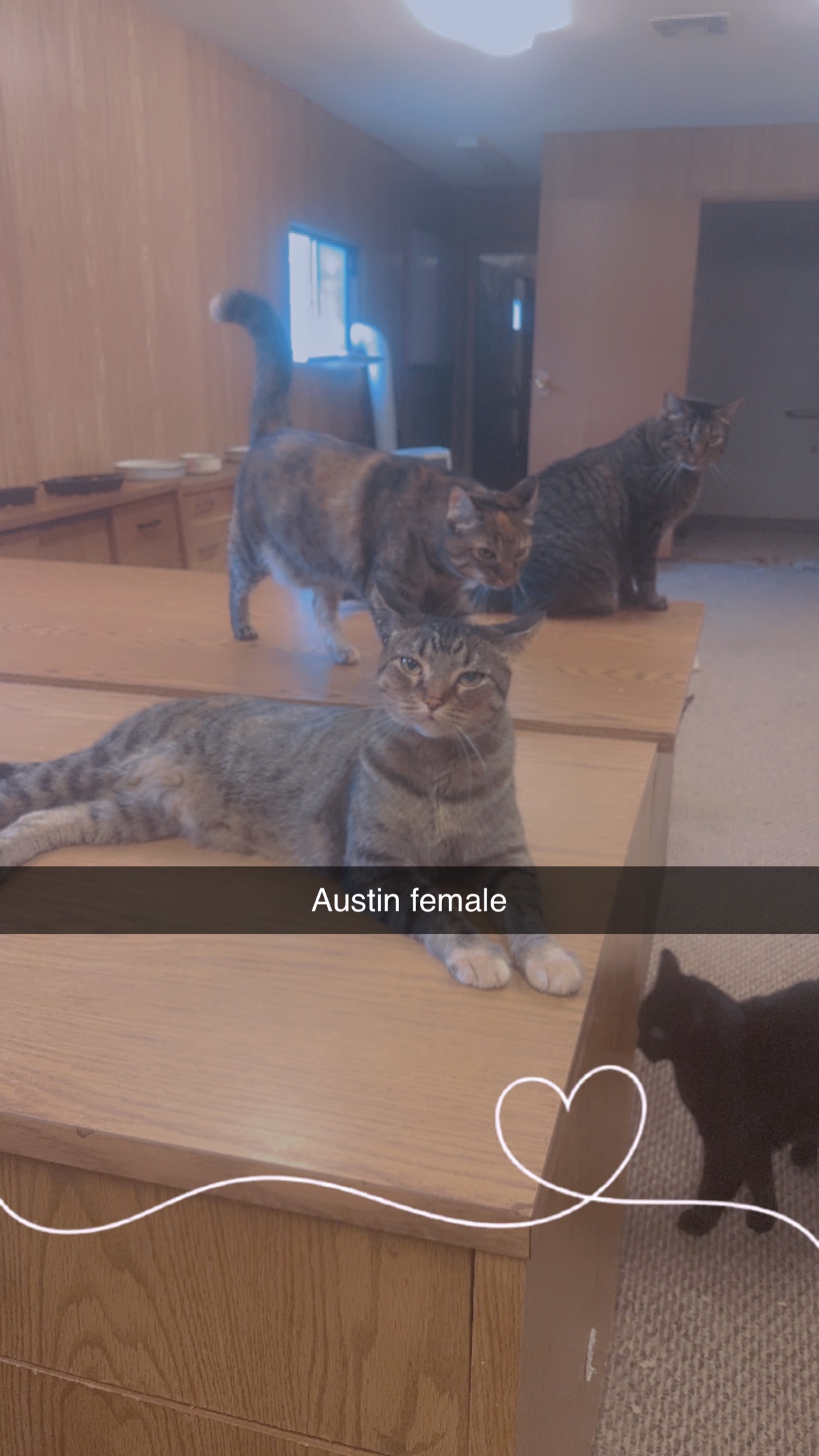 Enlarge Austin, a Adoptable mixed breed in Conroe, TX image 2/2