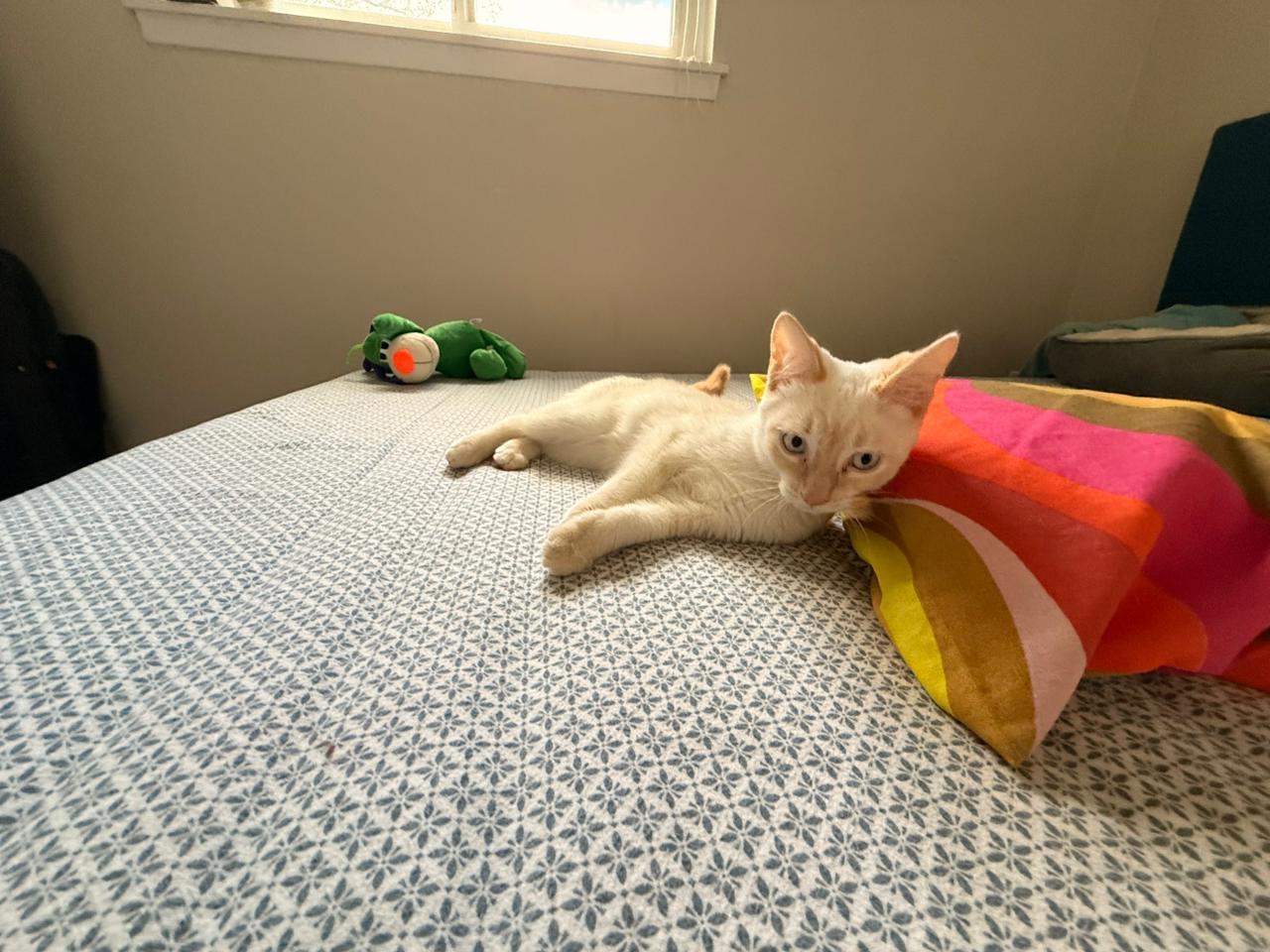 Enlarge Trudy, a ADOPTABLE Turkish Van in Mississauga, ON image 5/5