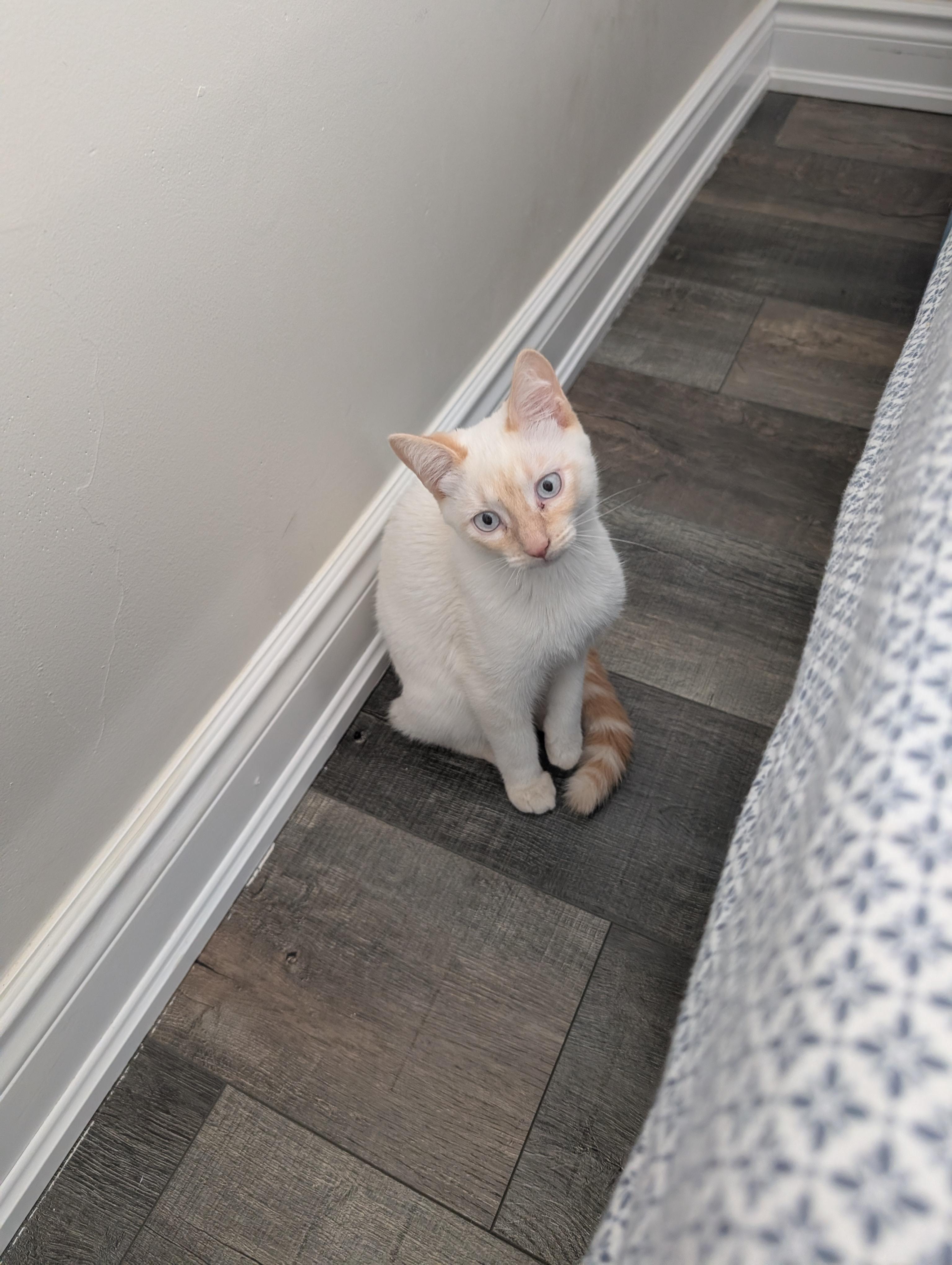 Trudy, ADOPTABLE, Kitten Female Turkish Van.