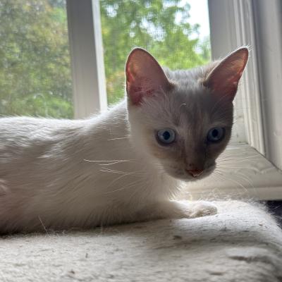 Trudy, an adoptable Turkish Van in Mississauga, ON image 6/6