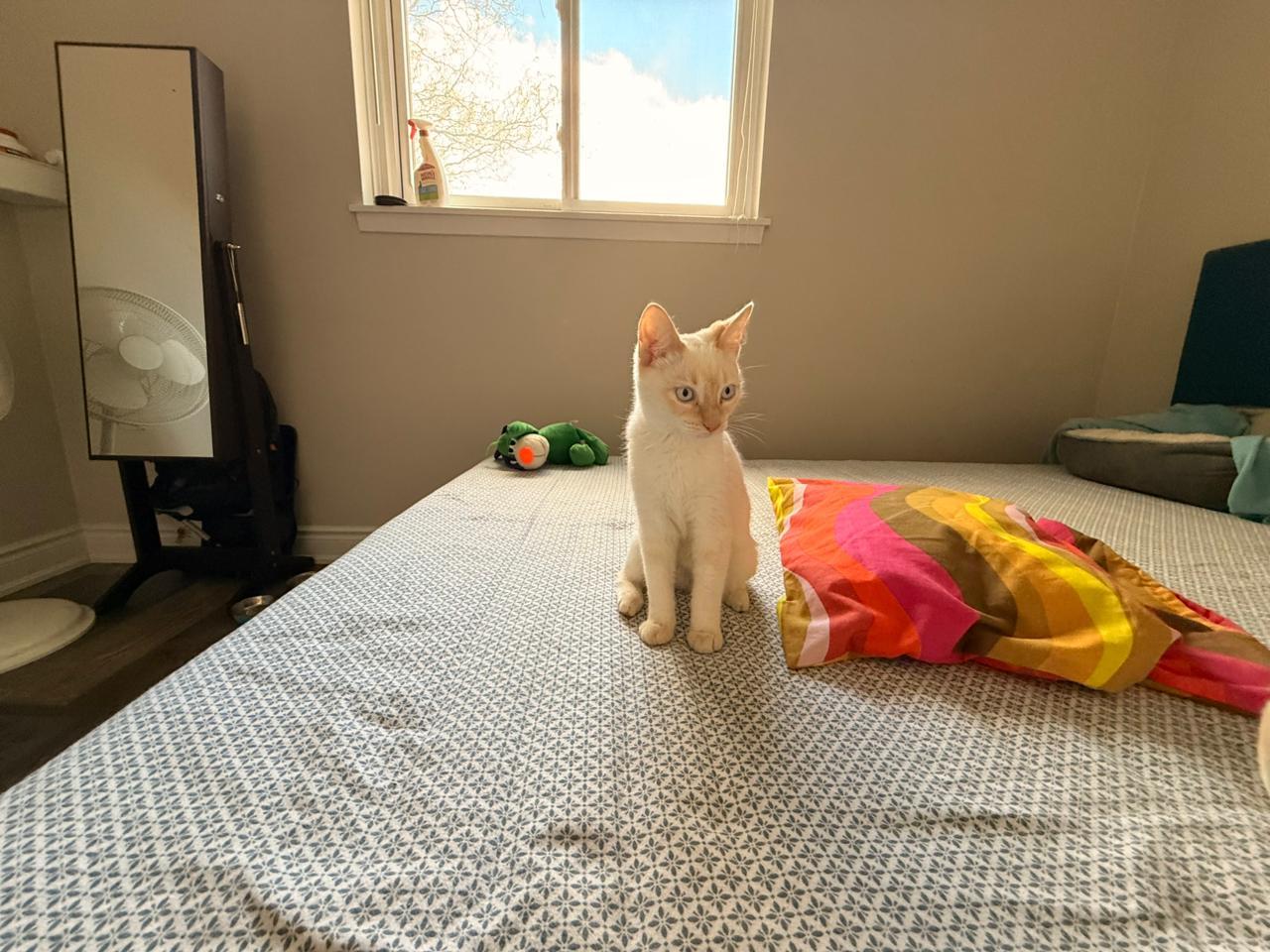 Enlarge Trudy, a ADOPTABLE Turkish Van in Mississauga, ON image 3/5