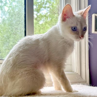 Trudy, adoptable, Kitten Female Turkish Van.