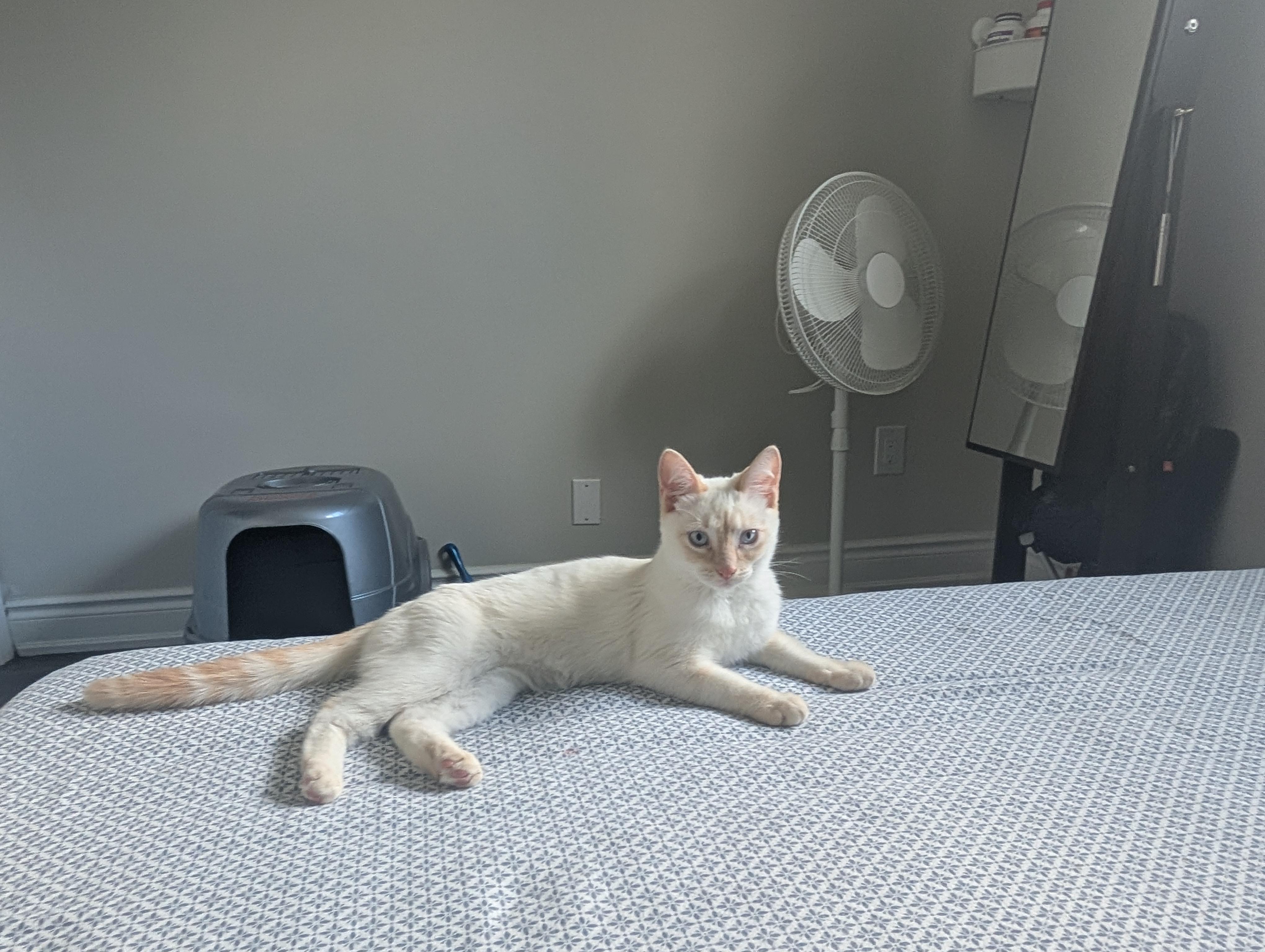 Enlarge Trudy, a ADOPTABLE Turkish Van in Mississauga, ON image 4/5