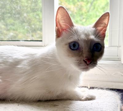 Trudy, an adoptable Turkish Van in Mississauga, ON image 5/6