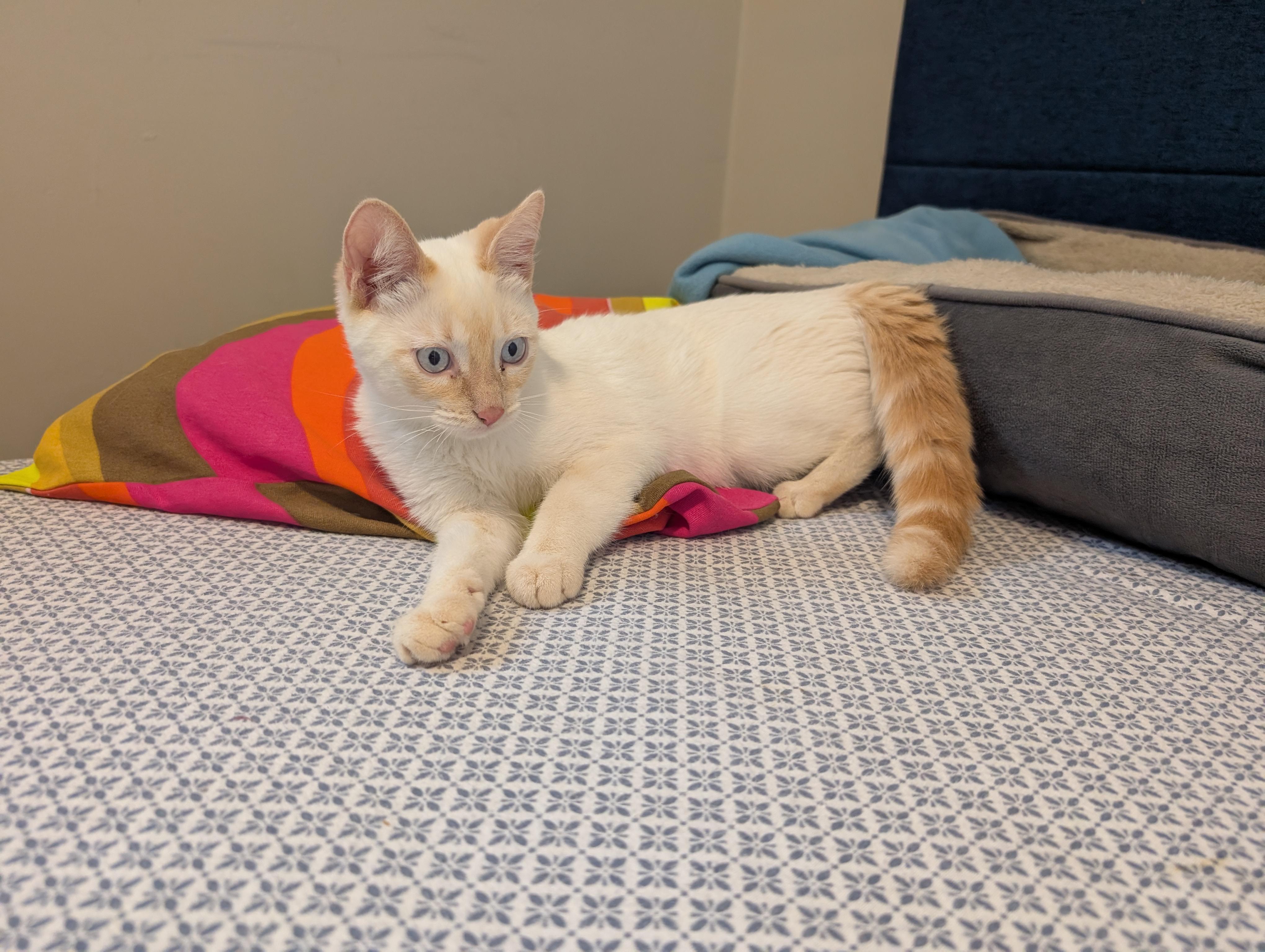 Enlarge Trudy, a ADOPTABLE Turkish Van in Mississauga, ON image 2/5