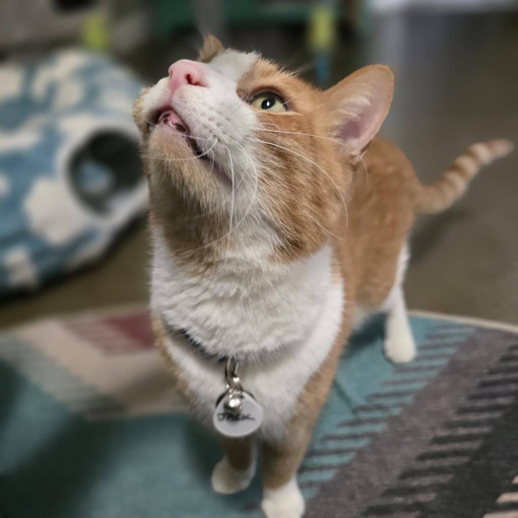 Enlarge Jack, a Adoptable Domestic Short Hair in Ramona, CA image 1/6